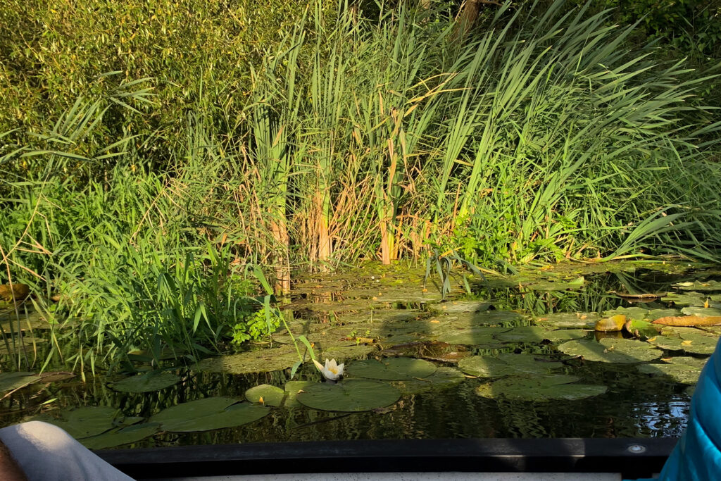 Seerose auf der Recknitz